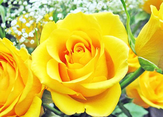 yellow là màu gì? ý nghĩa của màu yellow?