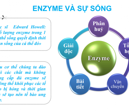 Hoạt lực enzyme là gì?